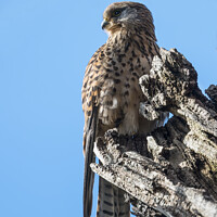 Buy canvas prints of Kestrel in the wild by Kevin White