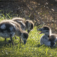Buy canvas prints of Goslings feeding off lush grass by Kevin White