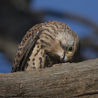 Buy canvas prints of Kestrel eating the remains of a worm by Kevin White