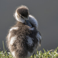 Buy canvas prints of Egyptian gosling preening his back by Kevin White