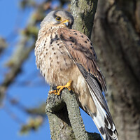Buy canvas prints of Common Kestrel in springtime by Kevin White