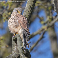 Buy canvas prints of Magnificent Kestrel by Kevin White