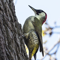 Buy canvas prints of Pretty woodpecker by Kevin White