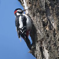 Buy canvas prints of Great Spotted woodpecker by Kevin White