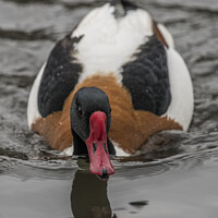 Buy canvas prints of Shelduck by Kevin White