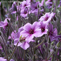 Buy canvas prints of Geranium Maderense by Kevin White