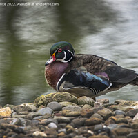 Buy canvas prints of American Wood Duck by Kevin White