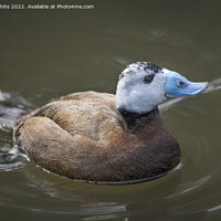 Buy canvas prints of White Headed Duck threatened species by Kevin White