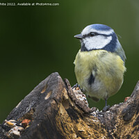 Buy canvas prints of Blue Tit feeding off old log by Kevin White