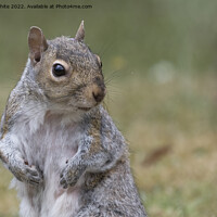 Buy canvas prints of Where is my nuts by Kevin White