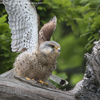 Buy canvas prints of Kestrel sitting by nest flapping wings by Kevin White