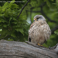 Buy canvas prints of Wild Kestrel guarding nest by Kevin White