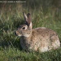Buy canvas prints of Wild rabbit chewing grass by Kevin White