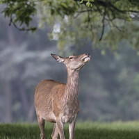 Buy canvas prints of Leaves Just out of reach for this young deer by Kevin White