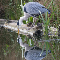 Buy canvas prints of Grey heron looking at reflection by Kevin White