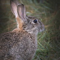 Buy canvas prints of Portrait of a wild rabbit by Kevin White