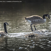 Buy canvas prints of Canada geese searching to build a nest by Kevin White