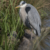 Buy canvas prints of Grey heron looking for food  by Kevin White