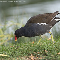 Buy canvas prints of Moorhen grazing on the side of a lake by Kevin White