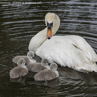 Buy canvas prints of Mute swan looking after her family by Kevin White