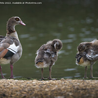 Buy canvas prints of Egyptian goslings Growing up fast by Kevin White