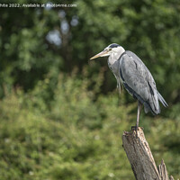 Buy canvas prints of Grey heron on his favourite perch by Kevin White