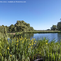 Buy canvas prints of Home Park Pond Hampton Court by Kevin White