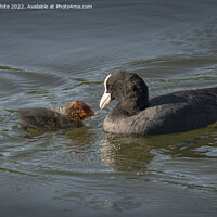 Buy canvas prints of Coot feeding newborn by Kevin White