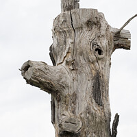 Buy canvas prints of Funny log face by Kevin White