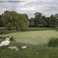 Buy canvas prints of Swan with cygnets at Hampton Wick Pond by Kevin White