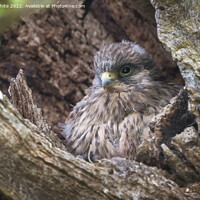 Buy canvas prints of Kestrel chick about ready to fledge by Kevin White