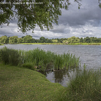 Buy canvas prints of Bushy Park Surrey heron pond by Kevin White
