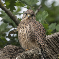 Buy canvas prints of Single Kestrel fledgling by Kevin White