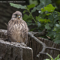 Buy canvas prints of Kestrel fledgling about to fly by Kevin White