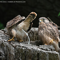 Buy canvas prints of Fledgling kestrel defecate  out of nest by Kevin White