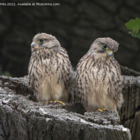 Buy canvas prints of Two fluffy Kestrels by Kevin White