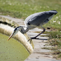 Buy canvas prints of Heron has spotted something by Kevin White