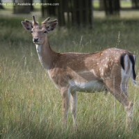 Buy canvas prints of Fallow deer in the park by Kevin White