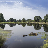 Buy canvas prints of Boat pond near carpark Bushy Park by Kevin White