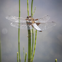 Buy canvas prints of Dragon fly by Kevin White