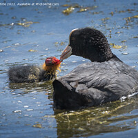 Buy canvas prints of Coot feeding her little one by Kevin White