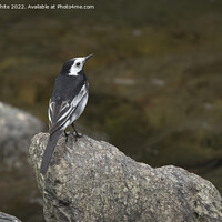 Buy canvas prints of Pied Wagtail on Devon coast by Kevin White