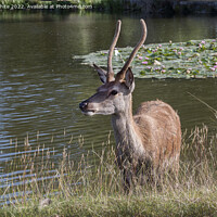 Buy canvas prints of Deer keeping cool in summer by Kevin White