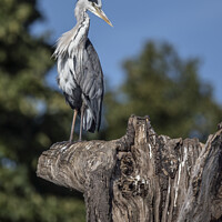 Buy canvas prints of Grey Heron lookout by Kevin White