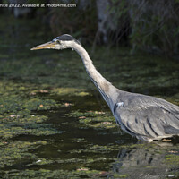 Buy canvas prints of Heron about to pounce by Kevin White
