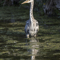 Buy canvas prints of Heron wading through the algae pond by Kevin White