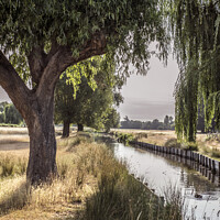 Buy canvas prints of Backlit willow tree over stream by Kevin White
