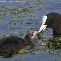 Buy canvas prints of Mum and baby Coot by Kevin White