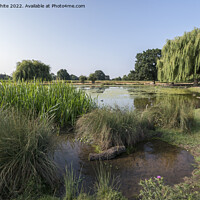 Buy canvas prints of Summer reeds by Kevin White