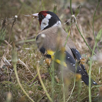 Buy canvas prints of Goldfinch in the long grass by Kevin White